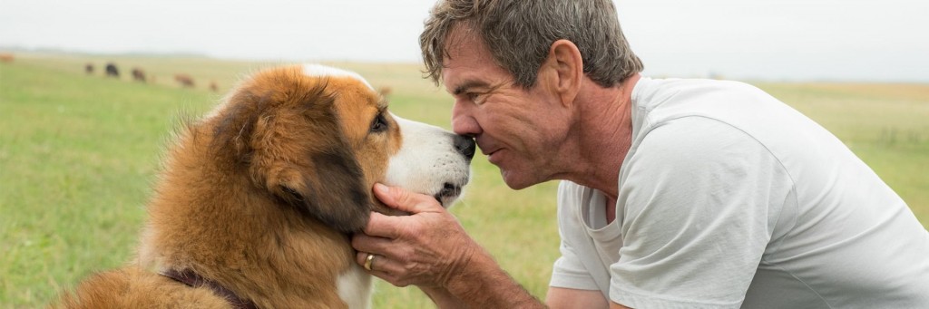 Where to Stream A Dog’s Purpose?