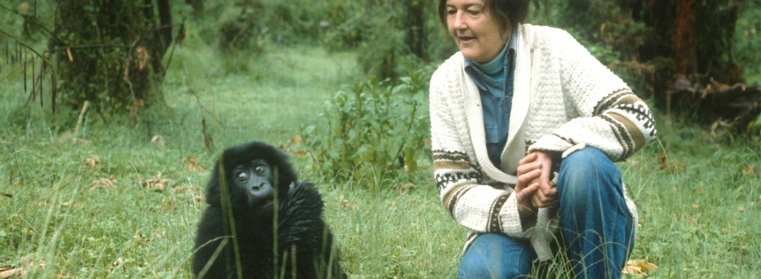 Where Is Dian Fossey Now In 2020 Dian Fossey Alive Or Dead
