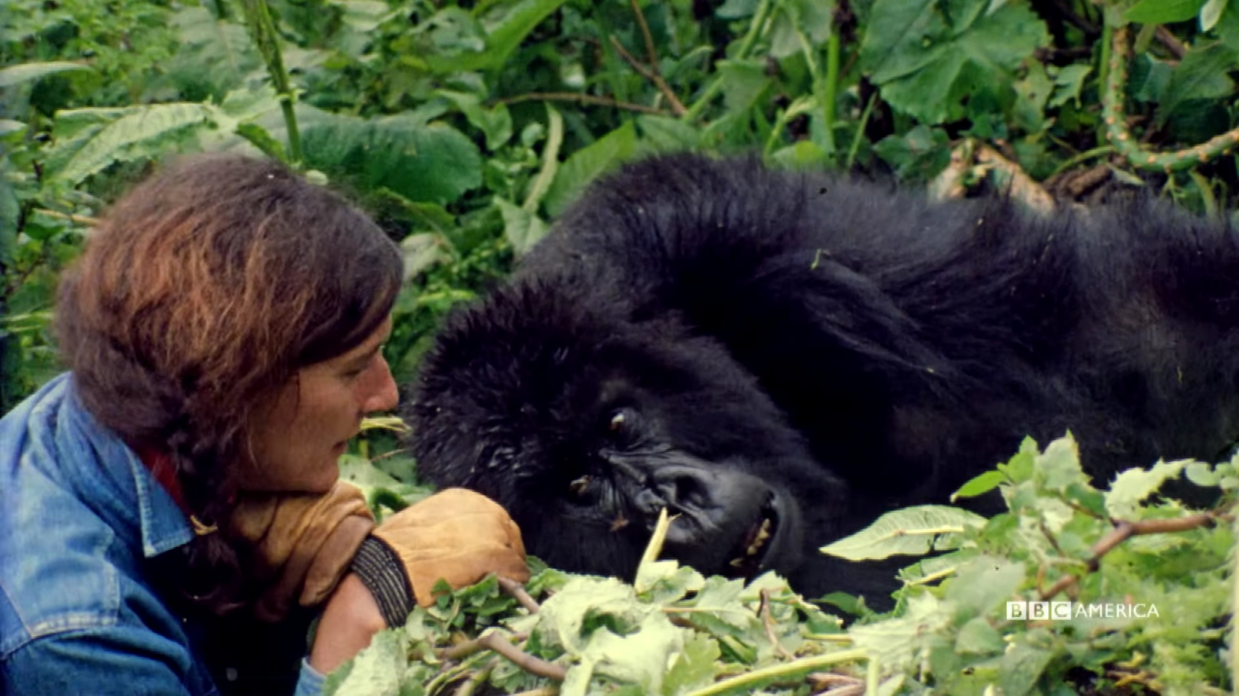 Dian Fossey: How Did the Primatologist and Conservationist Die?