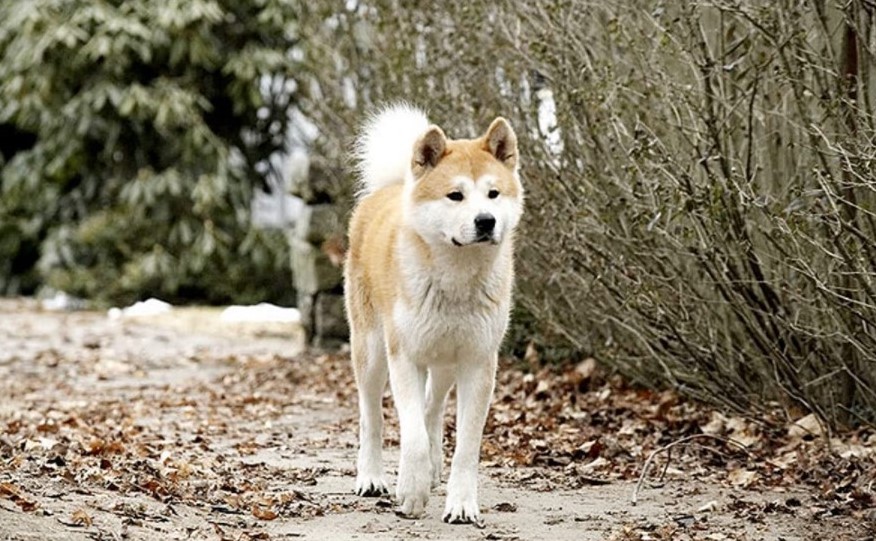Is Hachi: A Dog’s Tale Based on a True Story?