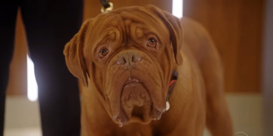 Is the Dog in Turner and Hooch Real or CGI? How Many Dogs Were Used in ...