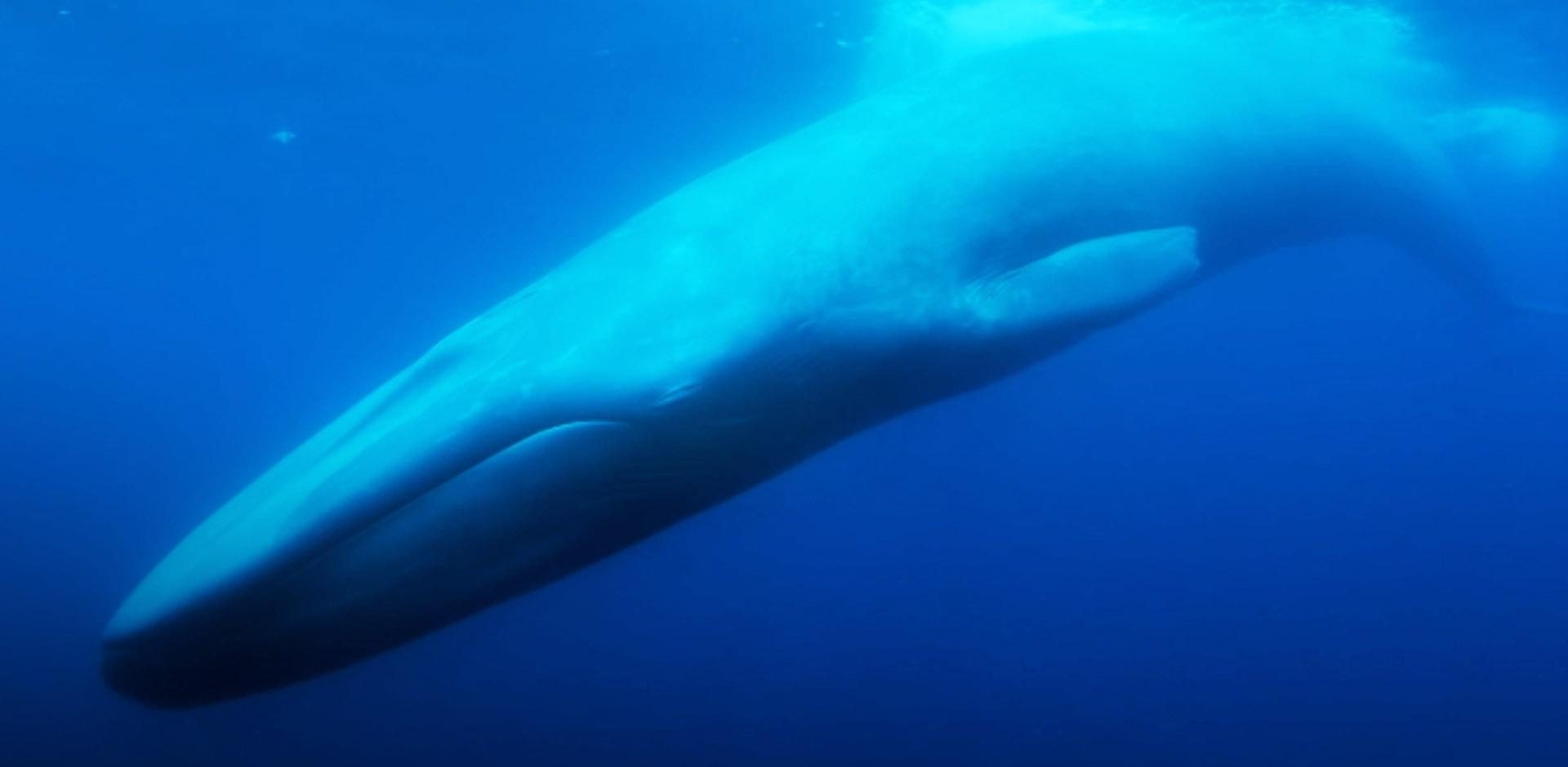 Is The Loneliest Whale: Search For 52 On Netflix, Hulu, Prime? Watch 