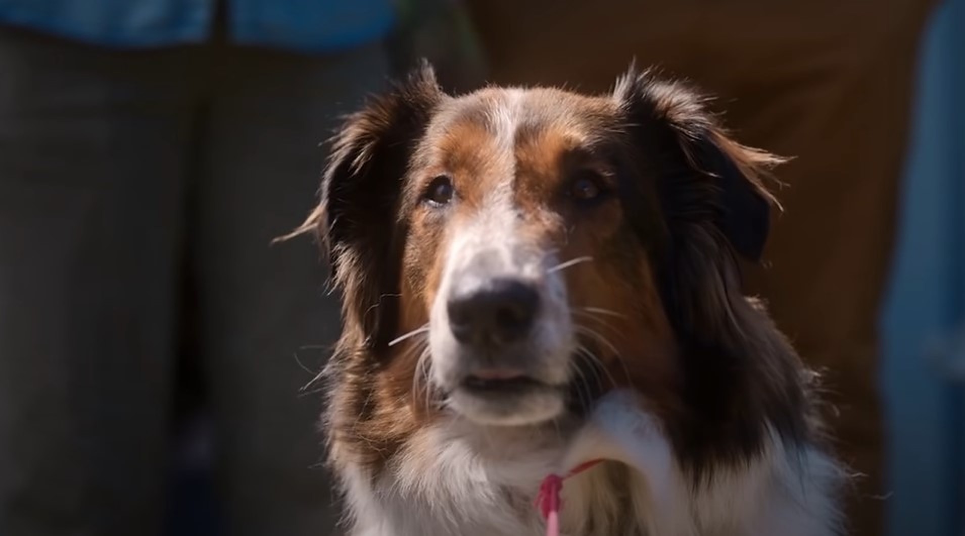 Is the Dog in Rescued by Ruby CGI or Real?