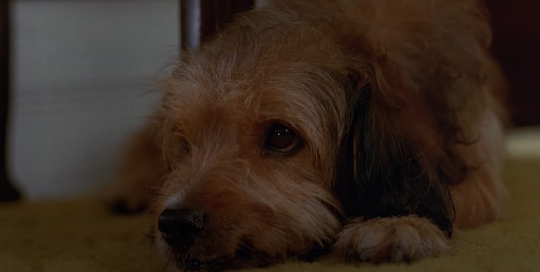 7 Movies Like Rescued by Ruby You Must See