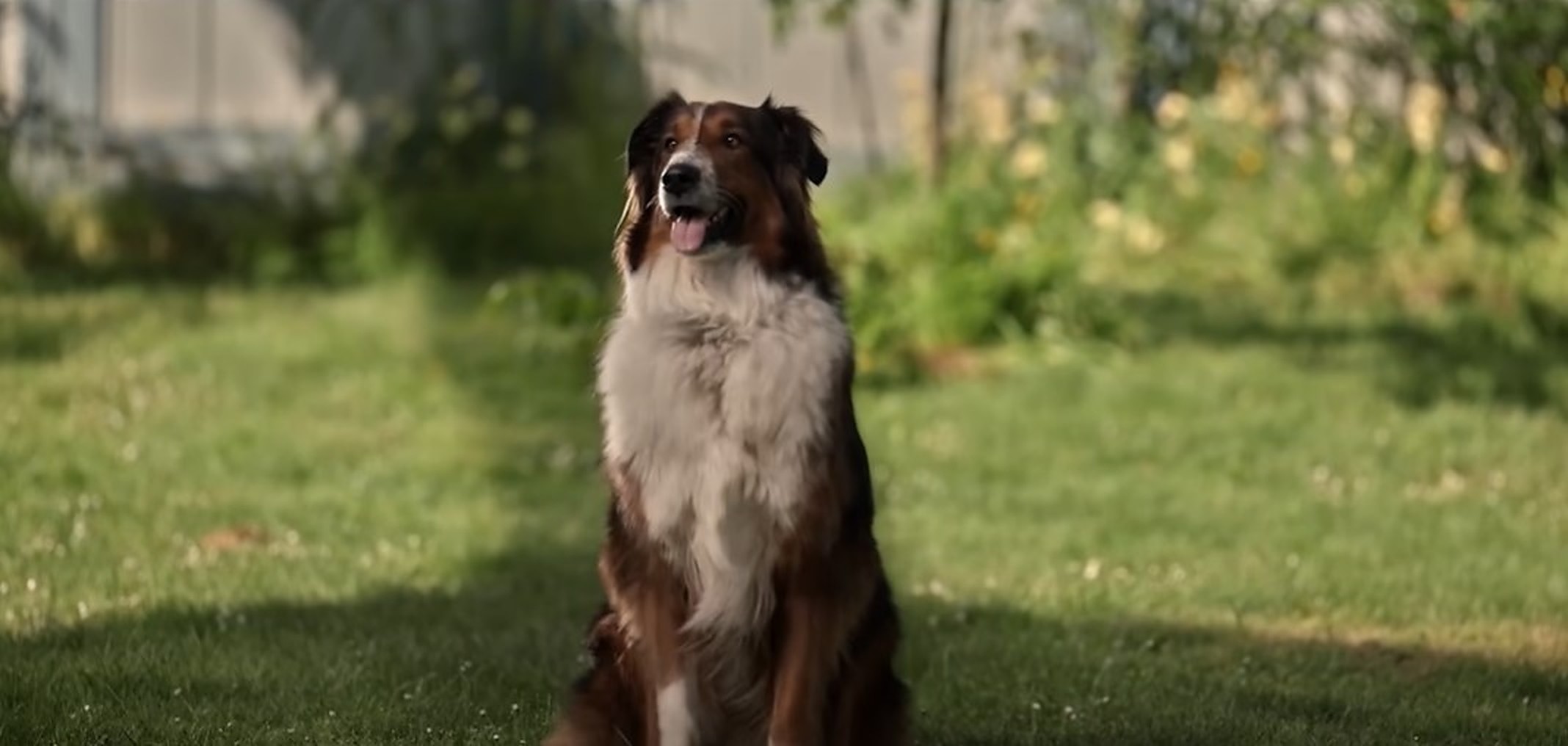 Does the Dog Ruby Die in Rescued by Ruby?