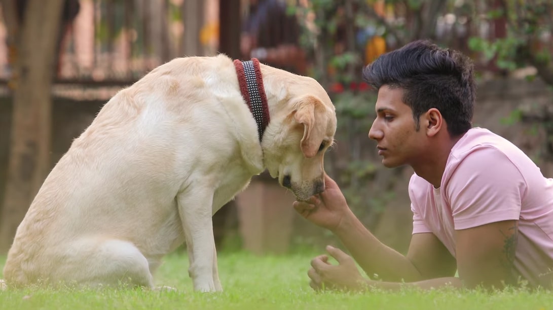 Are Dog Translators Real? How Accurate Are They? Where Can You Buy Them?