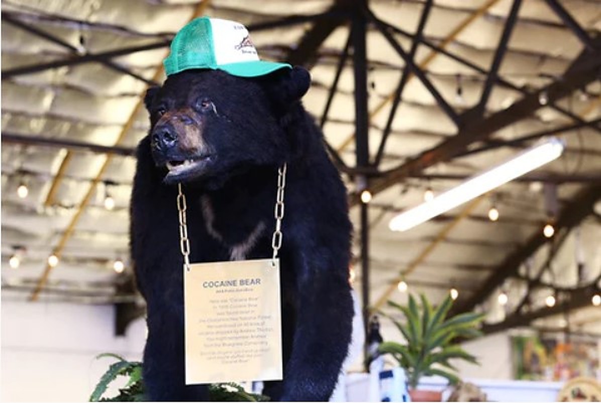 Did Cocaine Bear Kill People in Real Life? Where is