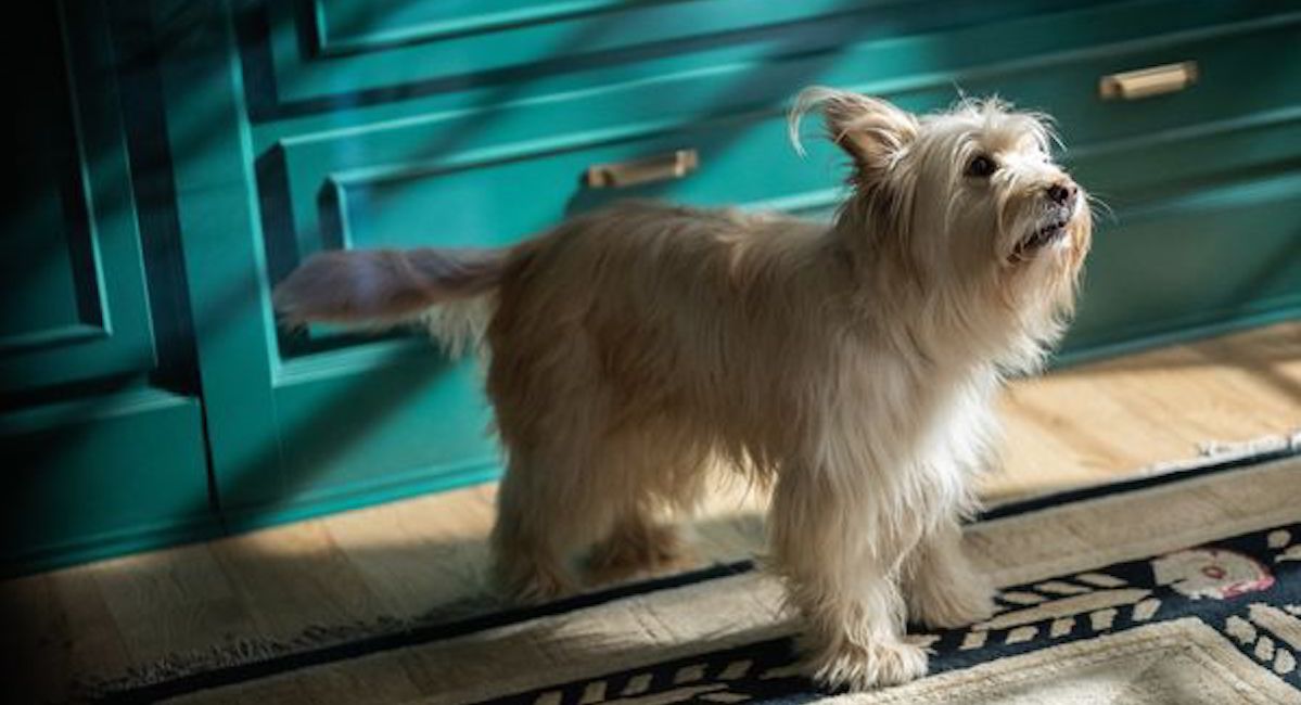 What Happened to Taissa’s Dog Biscuit in Yellowjackets?