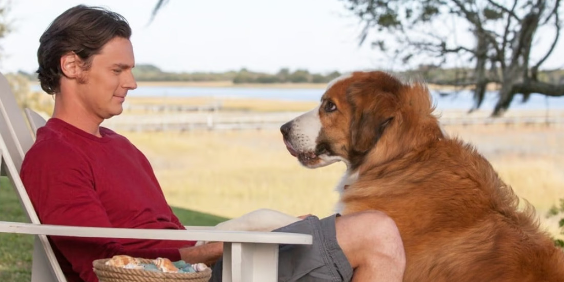 Does The Dog Die in The Choice?