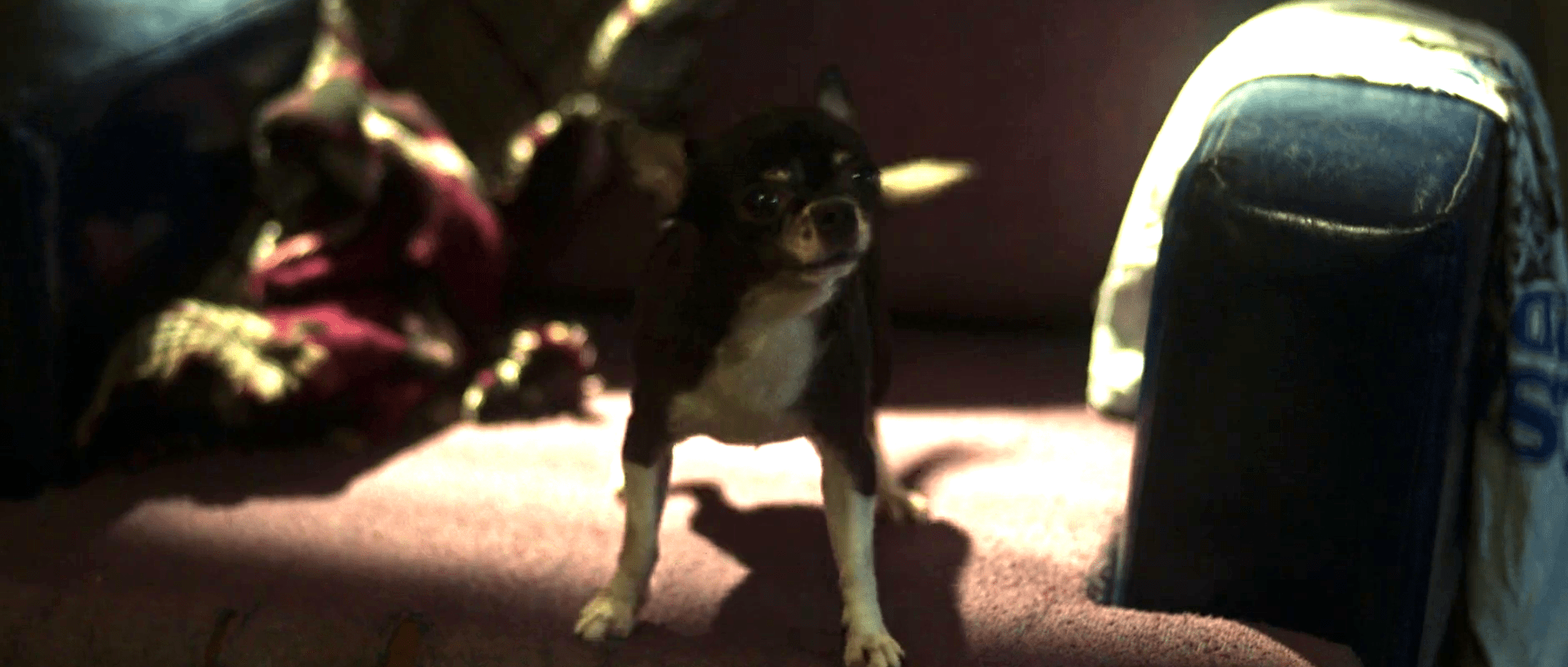 Is Toro a Real Dog or CGI? Does the Dog Die in The Black Demon?