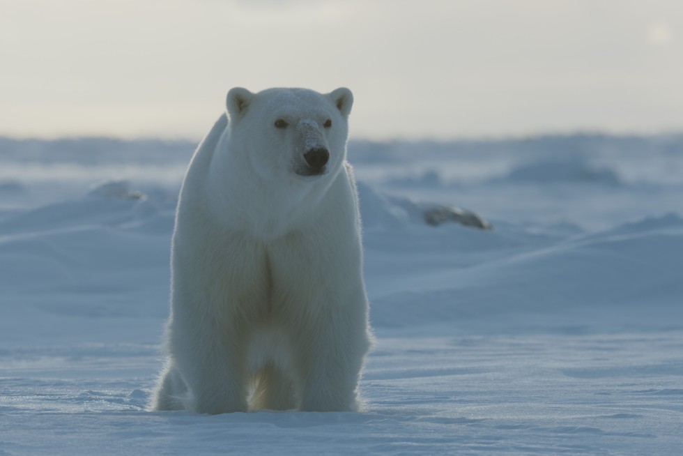 Polar bear BBC Frozen Planet II b7e3faa