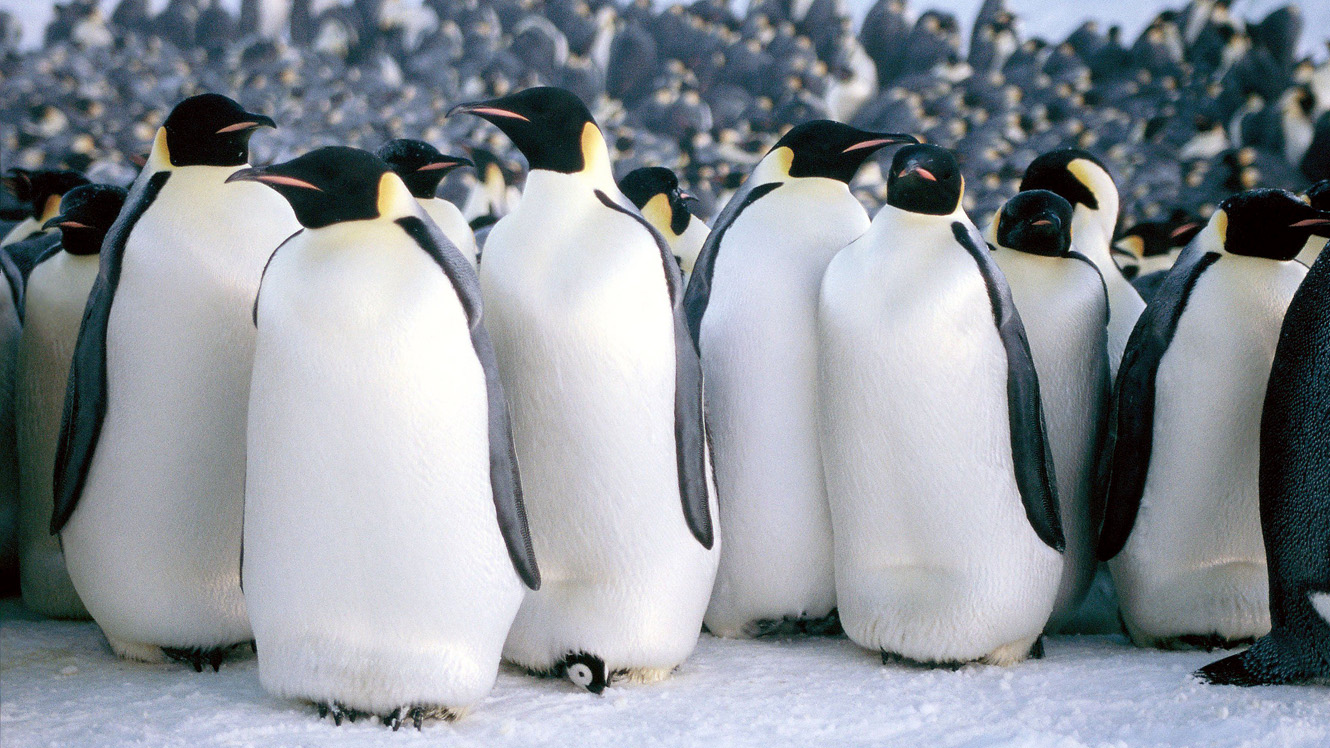 march of the penguins