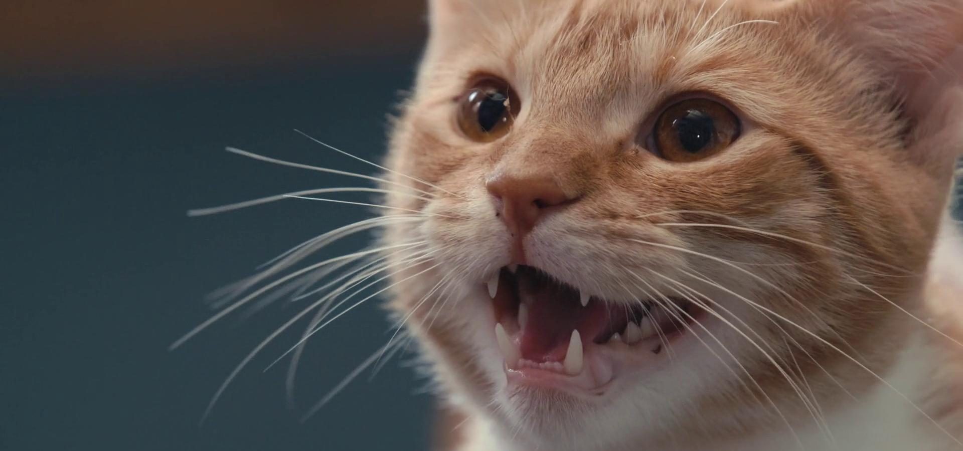 18 Best Animal Documentaries on Netflix Right Now