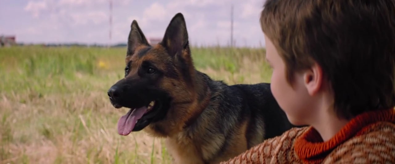 10 Movies Like Megan Leavey You Must See