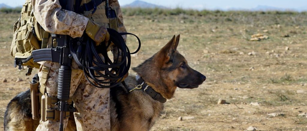 How Did Megan Leavey's Dog Rex Die?