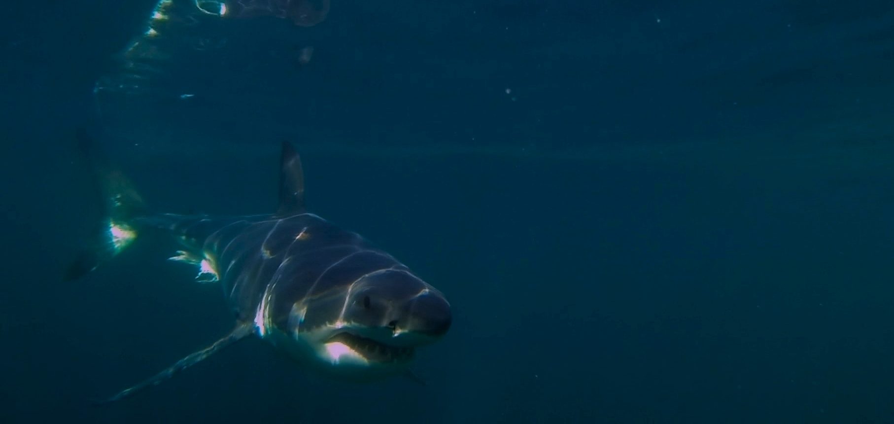 10 Best Shark Movies on HBO Max Right Now