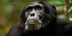 22 Best Nature Documentaries on Netflix (September 2026)