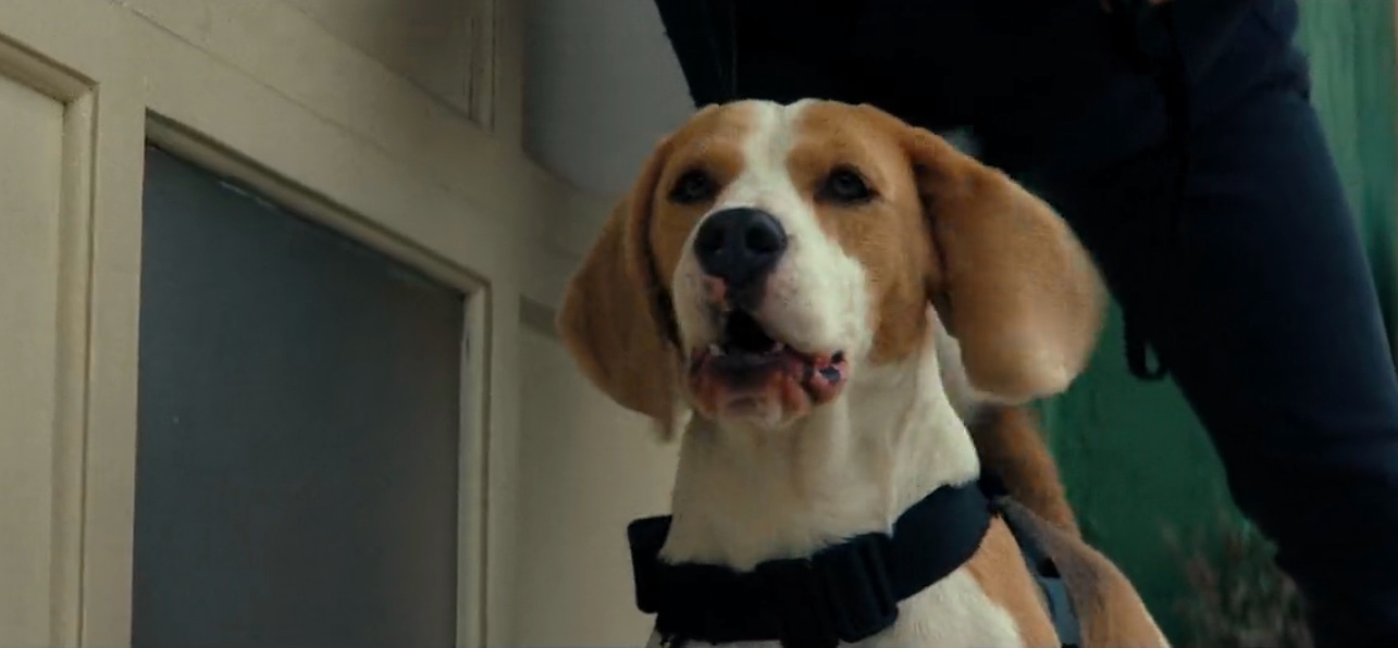 The Rip: Does Wilbur the Dog Die?