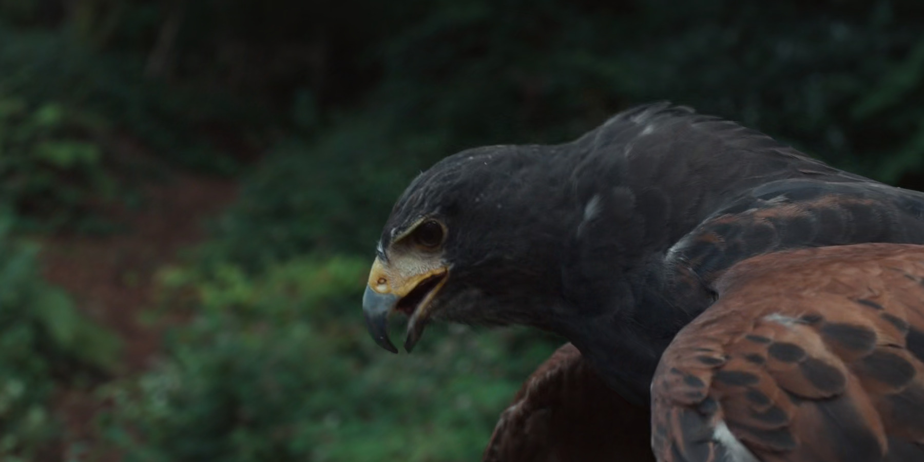 Hamnet: How Does Agnes’ Hawk Die? Was it a Ghost?