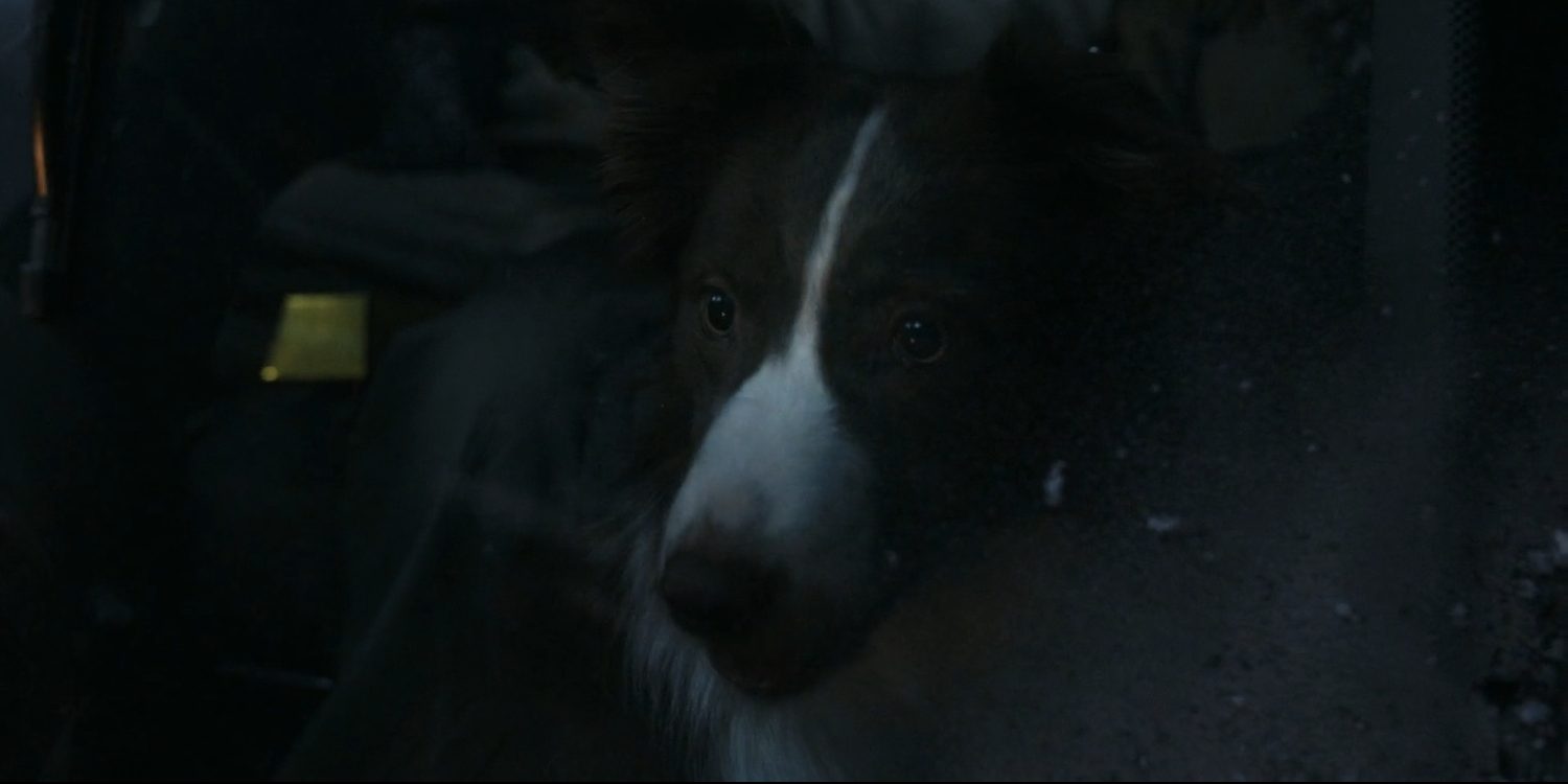 Does Olive the Dog Die in Normal?