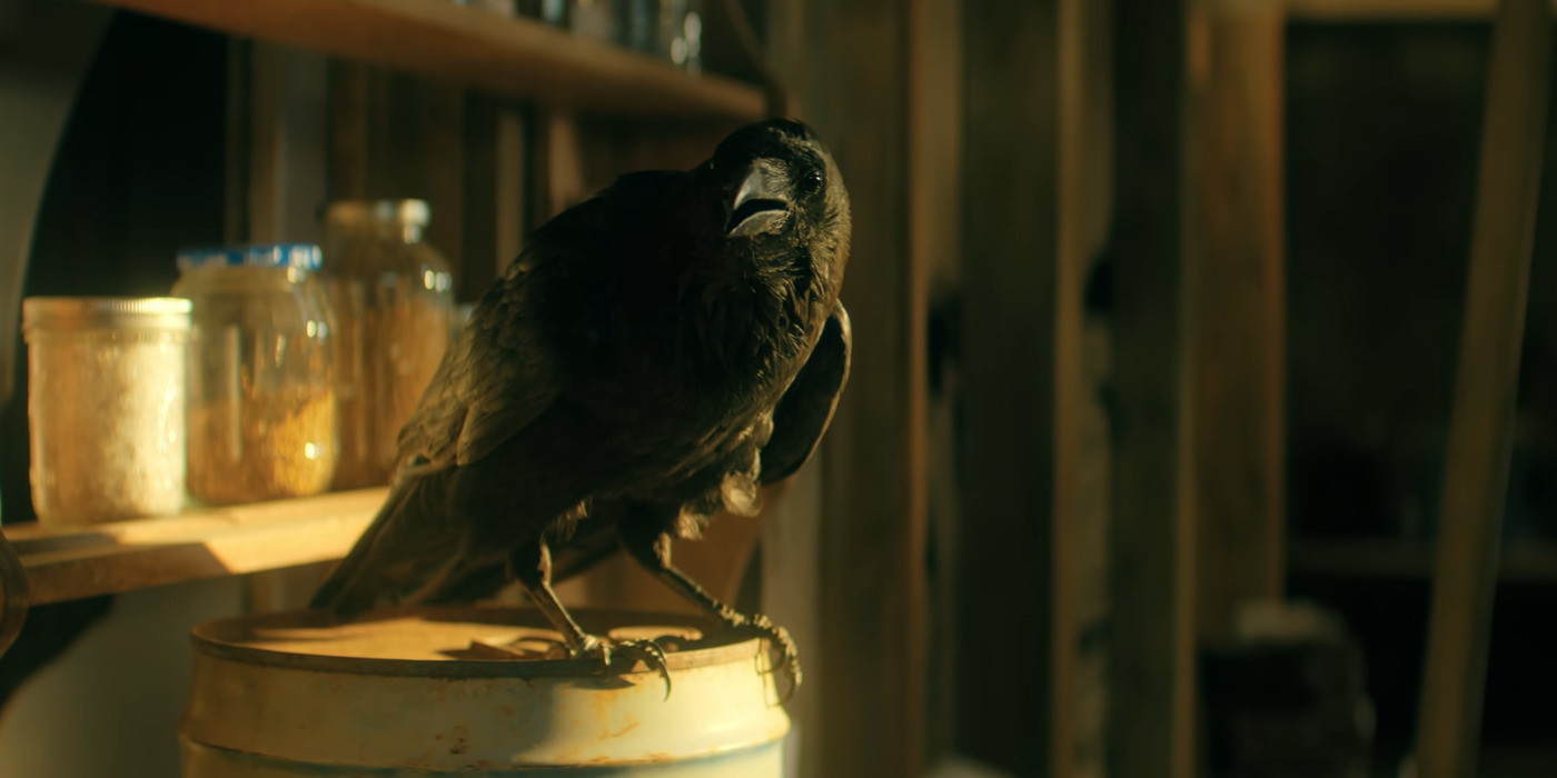 What Happens to the Birds? Why do They Kill Themselves?