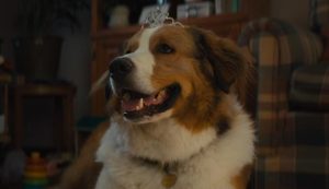 17 Best Dog Movies on Netflix (September 2026)
