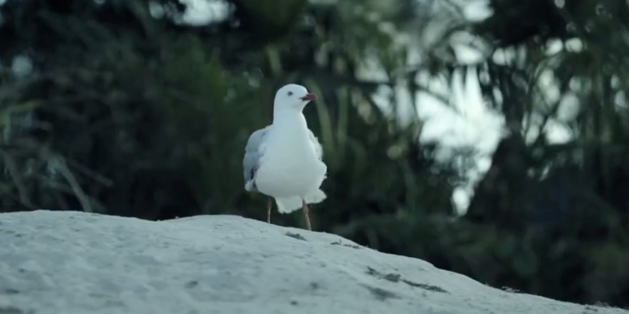 Does Steven the Seagull Die in The Shallows?