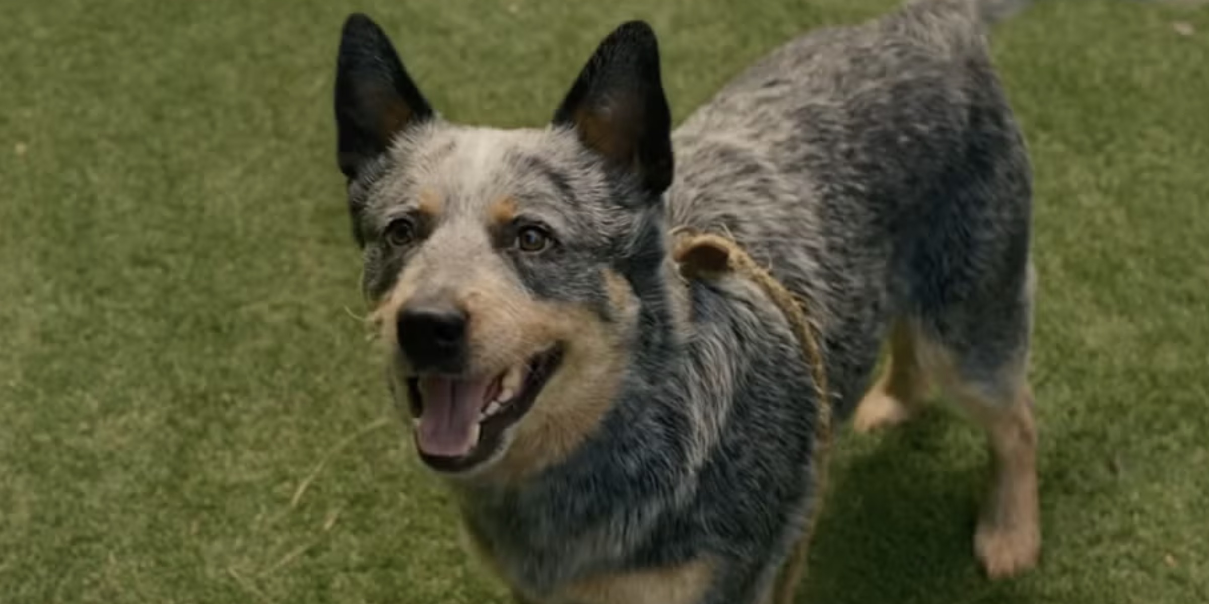Does Starbuck the Dog Die in The End of Oak Street?