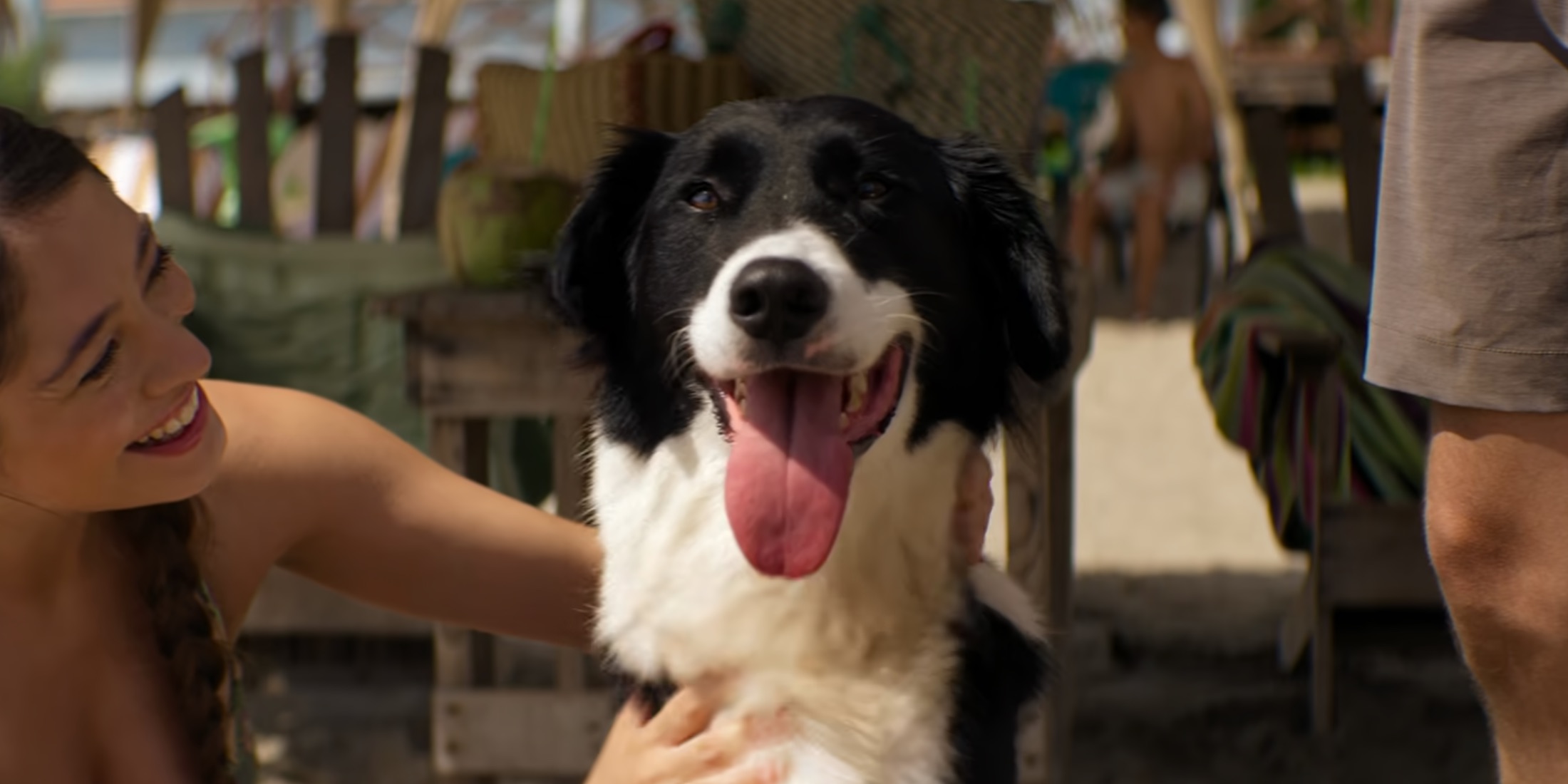 Surviving Hurricane Otis: Does Mochis the Dog Die?