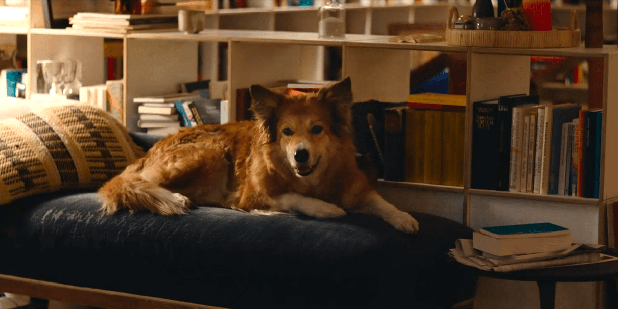 Does Bukowski the Dog Live or Die in The Trap? Who Attacked Him?